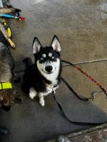 Siberian Husky Puppies for sale in Avon, Indiana. price: $80,000