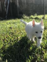Siberian Husky Puppies for sale in Houston, Texas. price: $1,800