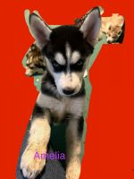 Siberian Husky Puppies for sale in Philippi, West Virginia. price: $800