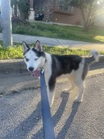 Siberian Husky Puppies for sale in Austin, Texas. price: $450