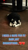 Siberian Husky Puppies for sale in Nashville, Tennessee. price: $1,000