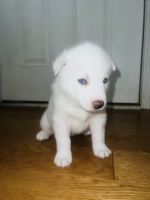 Siberian Husky Puppies for sale in Knoxville, Tennessee. price: $750