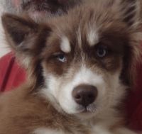 Siberian Husky Puppies for sale in Wabash, Indiana. price: $600