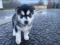 Siberian Husky Puppies for sale in Columbus, New Jersey. price: $460