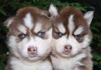 Siberian Husky Puppies for sale in Columbus, New Jersey. price: $450