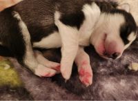 Siberian Husky Puppies for sale in Catlin, Illinois. price: $600