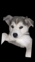 Siberian Husky Puppies for sale in Mesquite, Texas. price: $110