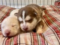 Siberian Husky Puppies for sale in Apopka, Florida. price: NA