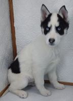 Siberian Husky Puppies for sale in Mt Ayr, IA 50854, USA. price: $250