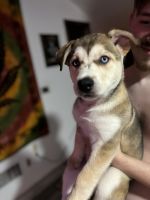 Siberian Husky Puppies for sale in Grants Pass, Oregon. price: $600