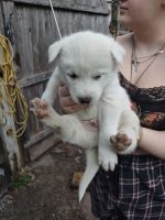 Siberian Husky Puppies for sale in Springfield, MA, USA. price: $850