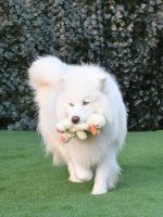 Siberian Husky Puppies for sale in Miami, Florida. price: $7,869,060,000