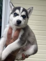 Siberian Husky Puppies for sale in Lafayette, Louisiana. price: $700