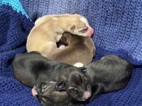Siberian Husky Puppies for sale in Utica, New York. price: $900
