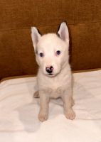 Siberian Husky Puppies for sale in Ft. Worth, Texas. price: $300