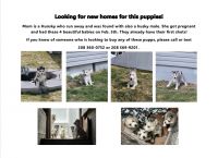 Siberian Husky Puppies for sale in Idaho Falls, Idaho. price: $450