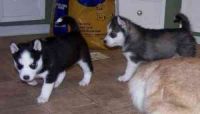 Siberian Husky Puppies for sale in East York, Toronto, ON, Canada. price: NA
