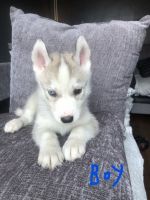 Siberian Husky Puppies for sale in Ottawa, ON, Canada. price: $1,600