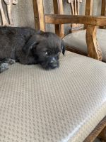 Silky Terrier Puppies for sale in Inglewood, CA, USA. price: NA