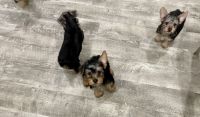 Silky Terrier Puppies Photos