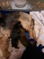 Silky Terrier Puppies for sale in Cottage Grove, OR 97424, USA. price: NA