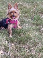 Silky Terrier Puppies for sale in Oak Lawn, IL 60453, USA. price: NA