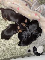 Silky Terrier Puppies for sale in Phoenix, AZ, USA. price: NA