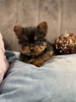 Silky Terrier Puppies for sale in Kansas City, KS, USA. price: NA