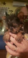 Silky Terrier Puppies for sale in Branson, MO 65616, USA. price: NA