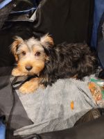 Silky Terrier Puppies for sale in City of Orange, NJ 07050, USA. price: NA