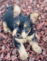 Silky Terrier Puppies for sale in Aurora, CO 80011, USA. price: $800