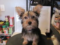 Silky Terrier Puppies for sale in Landing, Roxbury Township, NJ 07850, USA. price: NA