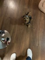 Silky Terrier Puppies for sale in Middletown, DE, USA. price: NA