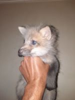 Silver Fox Animals for sale in Ottawa, IL 61350, USA. price: NA