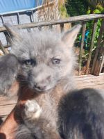 Silver Fox Animals for sale in Ottawa, IL 61350, USA. price: NA