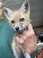 Silver Fox Animals for sale in Glenford, Ohio. price: $450
