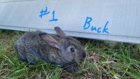 Silver Fox rabbit Rabbits for sale in Leoma, TN 38468, USA. price: NA