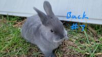 Silver Fox rabbit Rabbits for sale in Leoma, TN 38468, USA. price: NA