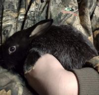 Silver Fox rabbit Rabbits for sale in Muskegon, MI, USA. price: NA