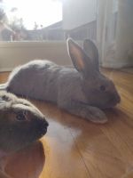 Silver Fox rabbit Rabbits for sale in Wayne, NJ 07470, USA. price: NA