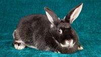 Silver Fox rabbit Rabbits for sale in Point Pleasant, WV, USA. price: NA
