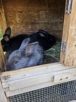 Silver Fox rabbit Rabbits for sale in Indianapolis, IN, USA. price: $40