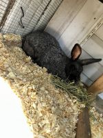 Silver Fox rabbit Rabbits for sale in Farmington, MO 63640, USA. price: NA
