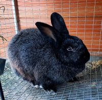 Silver Fox rabbit Rabbits for sale in Klamath Falls, OR, USA. price: $350