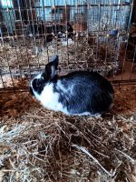 Silver Fox rabbit Rabbits for sale in Columbia Cross Roads, Pennsylvania. price: $20