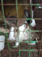 Silver rabbit Rabbits for sale in Thiruporur, Tamil Nadu, India. price: 300 INR