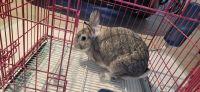 Silver rabbit Rabbits for sale in Youngsville, North Carolina. price: $25