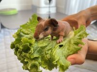 Skinny pig Rodents for sale in Redwood Shores, Redwood City, CA, USA. price: NA