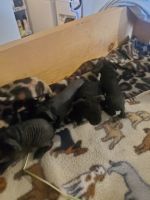 Skinny pig Rodents for sale in Ionia, MI 48846, USA. price: NA