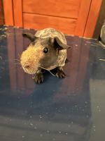 Skinny pig Rodents for sale in St. Petersburg, FL, USA. price: NA